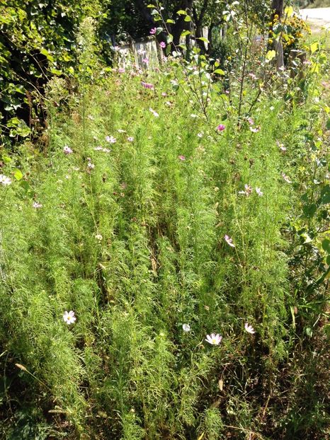 Cosmos, o floare pentru orice grădină----Cosmos Bipinatus - FLORILE MELE 2017