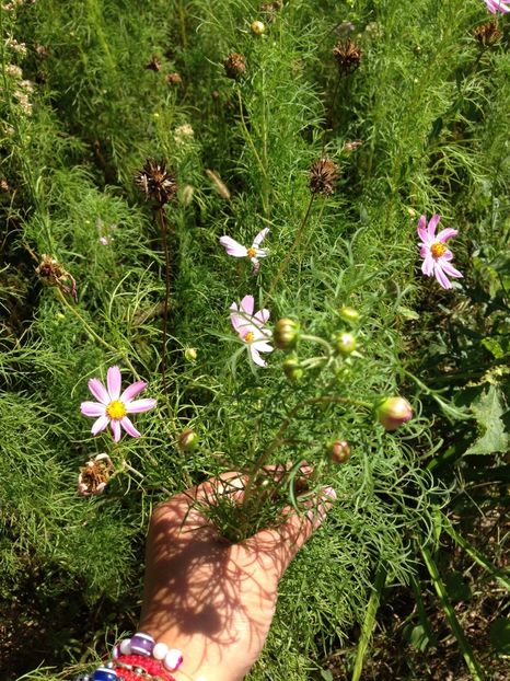 Cosmos, o floare pentru orice grădină-----------Cosmos Bipinatus - FLORILE MELE 2017