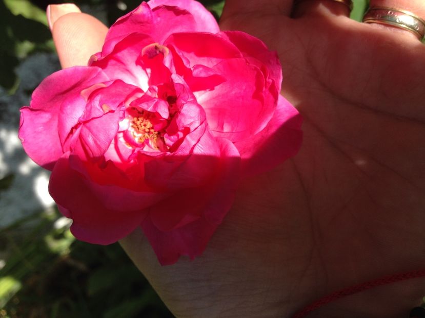 trandafir - FLORILE MELE 2017