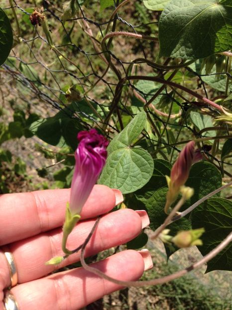 zorele - FLORILE MELE 2017