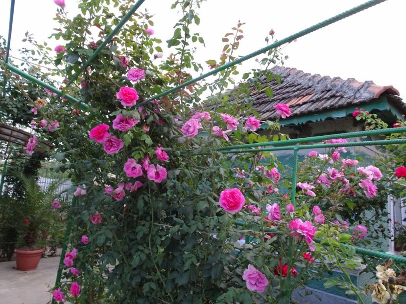 Parade 23 aug - URCATORI LA A DOUA INFLORIRE SI DUPA