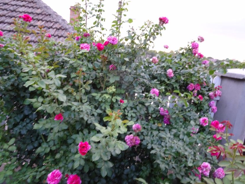 Ines Sastre 23 aug - URCATORI LA A DOUA INFLORIRE SI DUPA