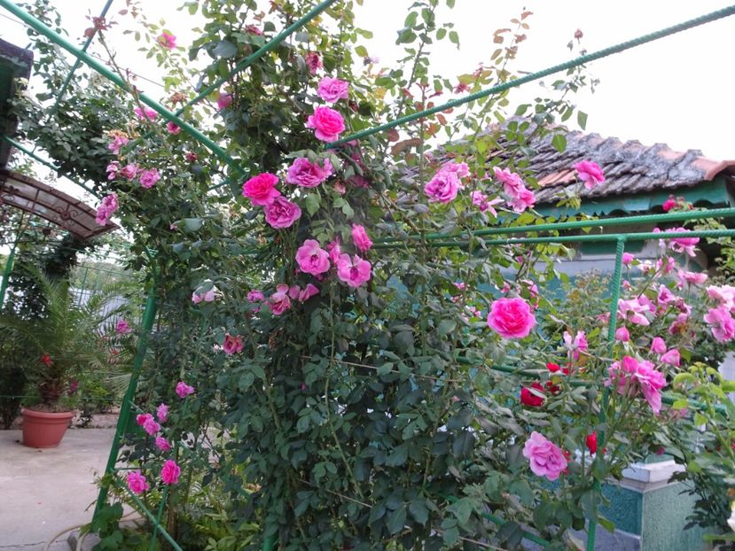 Parade 23 aug - URCATORI LA A DOUA INFLORIRE SI DUPA