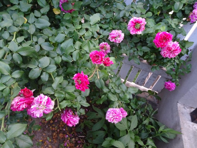 Ines Sastre 23 aug - URCATORI LA A DOUA INFLORIRE SI DUPA