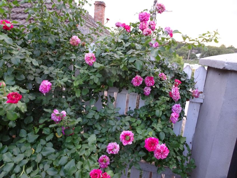 Ines Sastre 23 aug - URCATORI LA A DOUA INFLORIRE SI DUPA