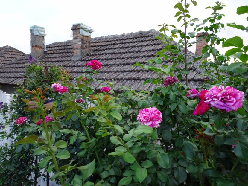 Ines Sastre 23 aug - URCATORI LA A DOUA INFLORIRE SI DUPA