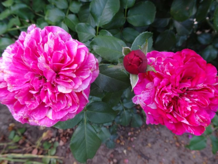 Ines Sastre 23 aug - URCATORI LA A DOUA INFLORIRE SI DUPA