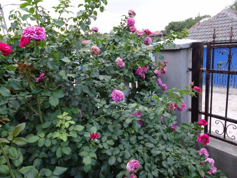 Ines Sastre 23 aug - URCATORI LA A DOUA INFLORIRE SI DUPA