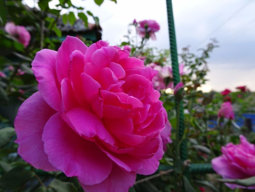 Parade 23 aug - URCATORI LA A DOUA INFLORIRE SI DUPA