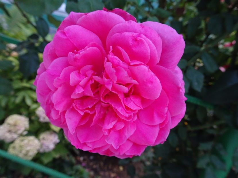 Parade 23 aug - URCATORI LA A DOUA INFLORIRE SI DUPA