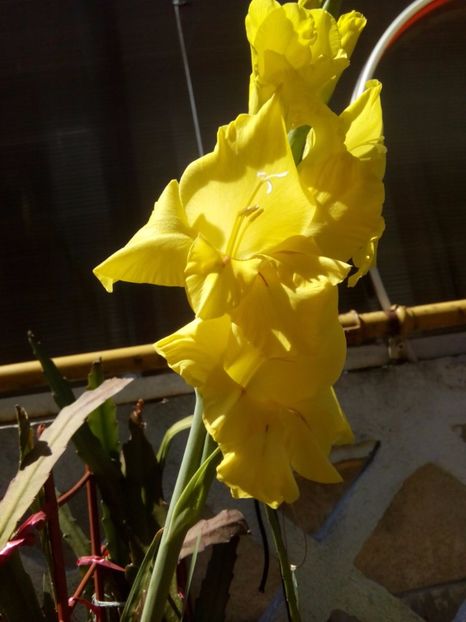  - FLORILE MELE la inceput de toamna 2017