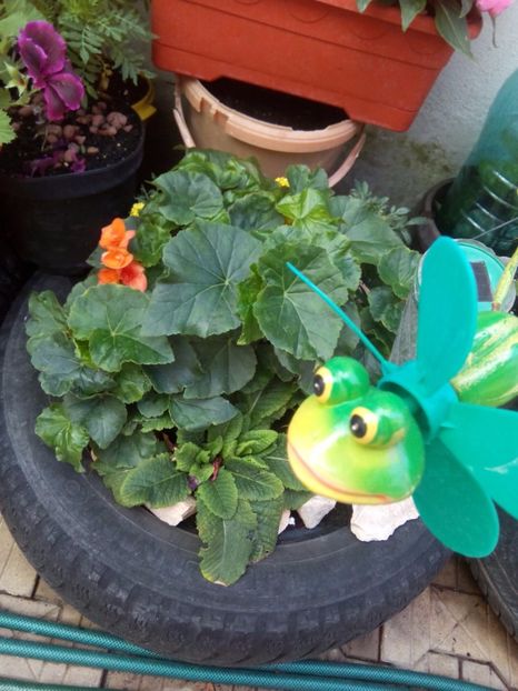  - FLORILE MELE la inceput de toamna 2017