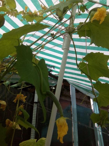  - FLORILE MELE la inceput de toamna 2017