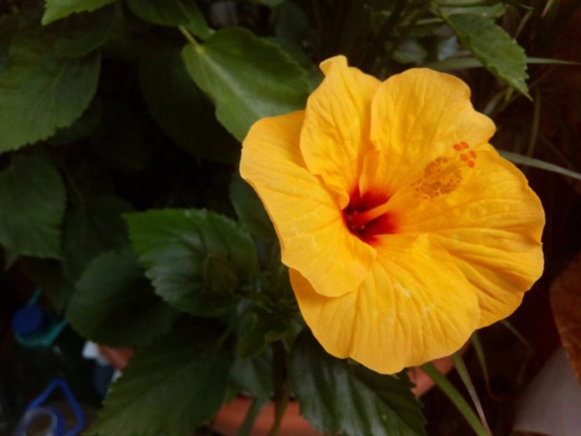  - FLORILE MELE la inceput de toamna 2017