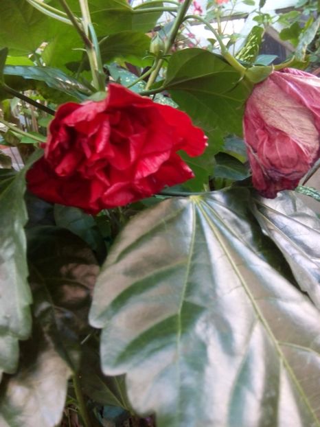  - FLORILE MELE la inceput de toamna 2017