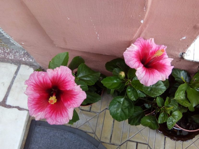  - FLORILE MELE la inceput de toamna 2017