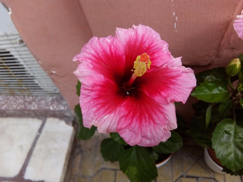  - FLORILE MELE la inceput de toamna 2017