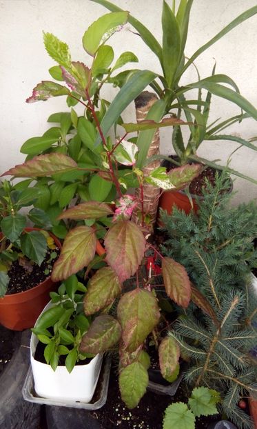 IMG-20170713-WA0020 - FLORILE MELE la inceput de toamna 2017