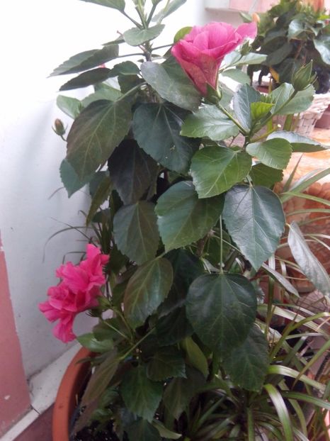  - FLORILE MELE la inceput de toamna 2017