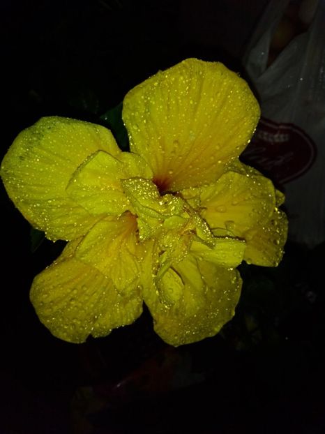  - FLORILE MELE la inceput de toamna 2017