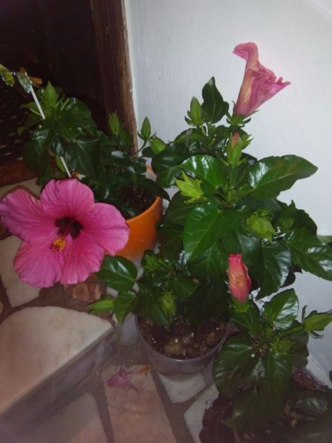  - FLORILE MELE la inceput de toamna 2017