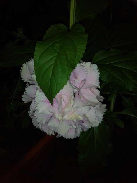  - FLORILE MELE la inceput de toamna 2017