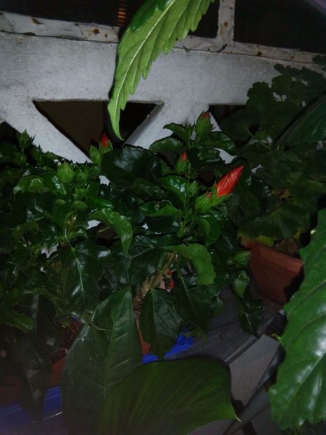  - FLORILE MELE la inceput de toamna 2017
