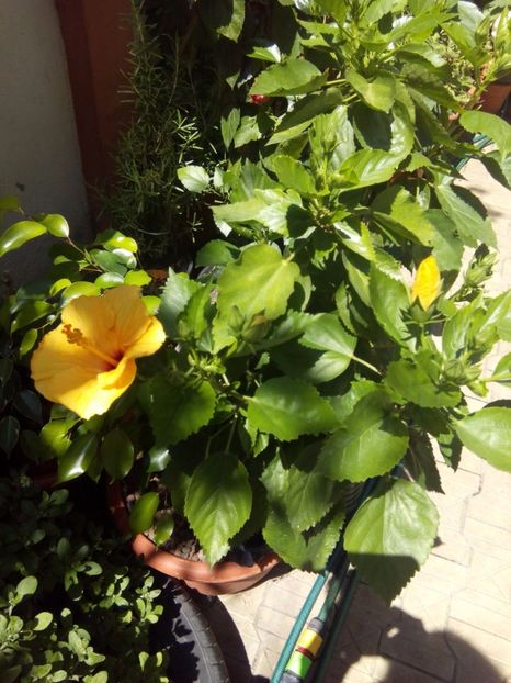  - FLORILE MELE la inceput de toamna 2017
