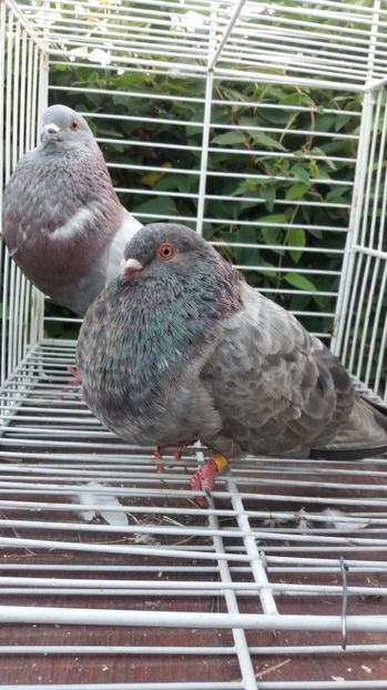 Horseman şi Gaditano de vuelo - Gusati spanioli