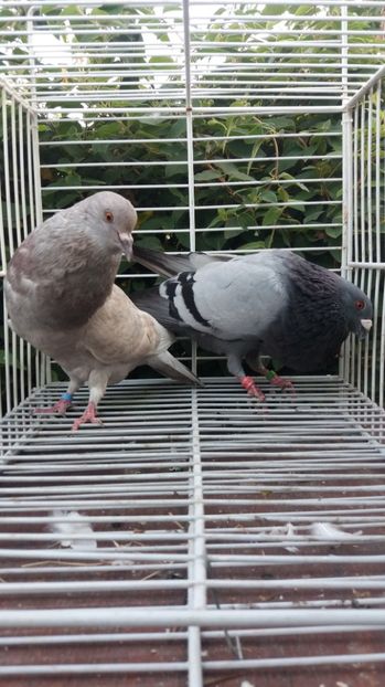 Horseman şi Palomo ladron - Gusati spanioli