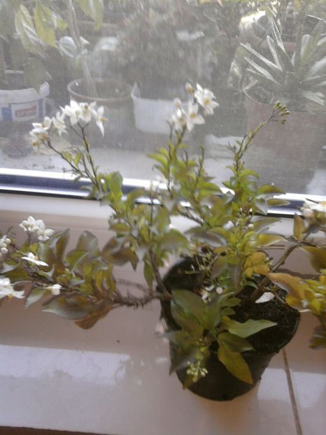 solanum jasminoides - VARA- 2017