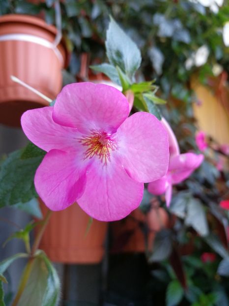 - Achimenes 2017