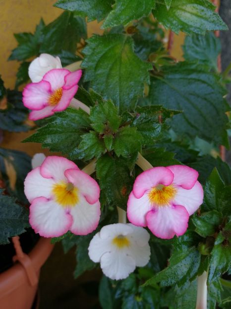  - Achimenes 2017
