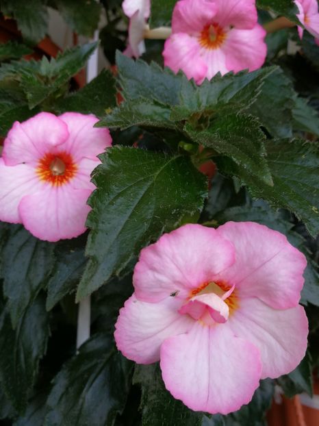  - Achimenes 2017