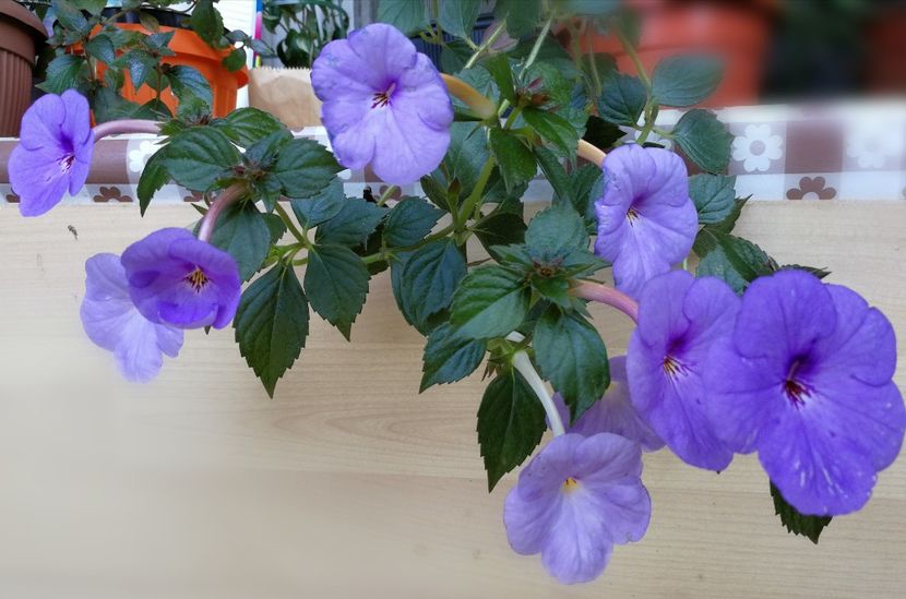  - Achimenes 2017