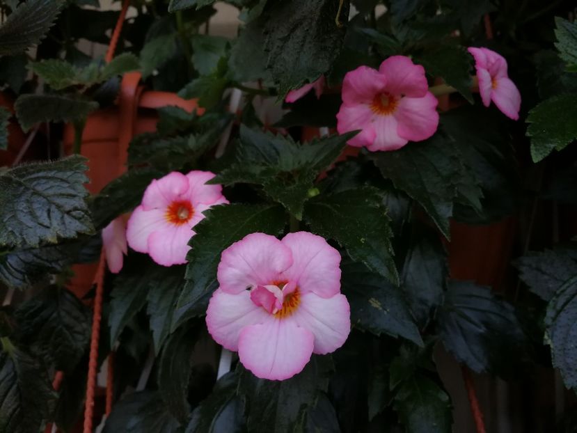  - Achimenes 2017