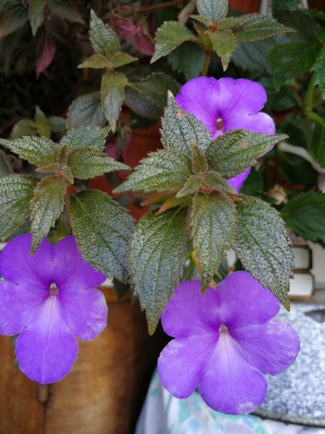  - Achimenes 2017