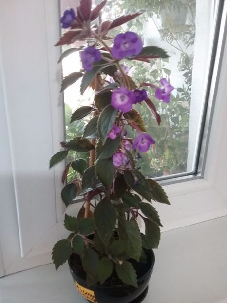  - Violaceea semiplena