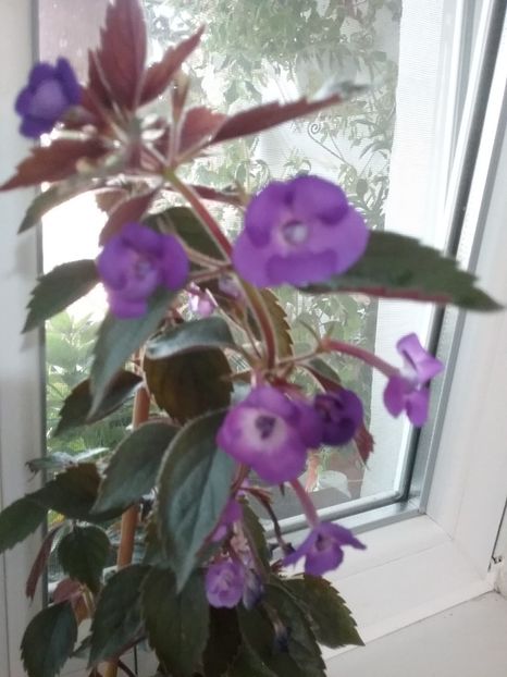  - Violaceea semiplena