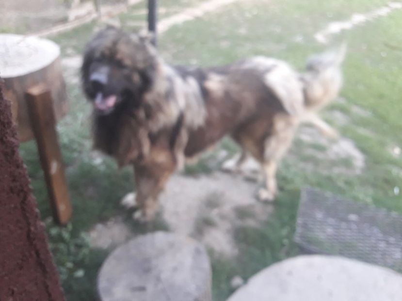 20170826_195159(0) - Ciobanesc caucazian