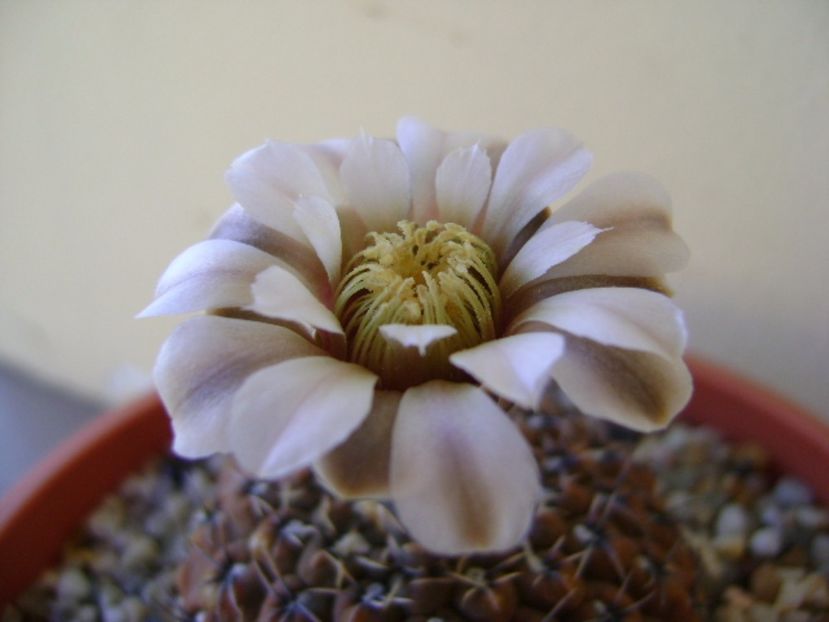 Gymnocalycium obductum - Cactusi 2017 Gymnocalycium
