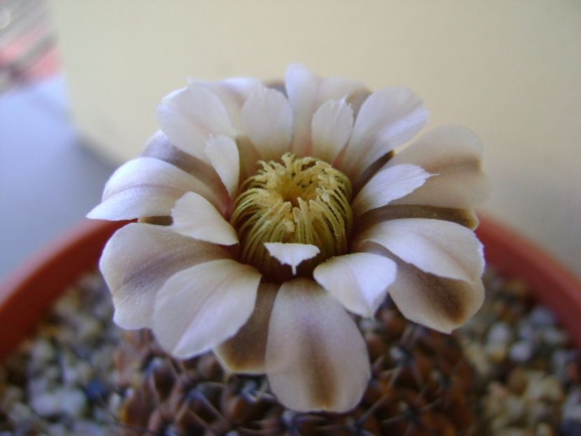 Gymnocalycium obductum - Cactusi 2017 Gymnocalycium