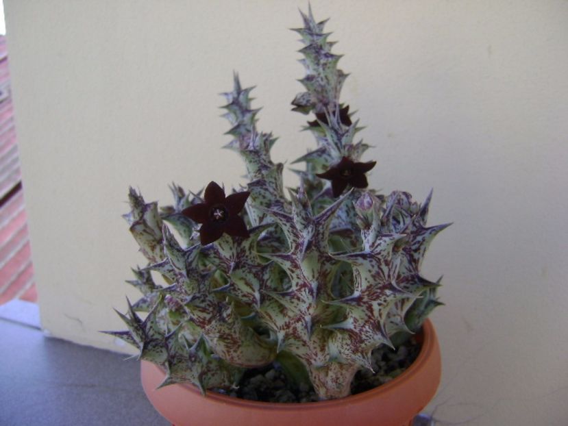 Orbea decaisneana hb. - Stapeliade 2017