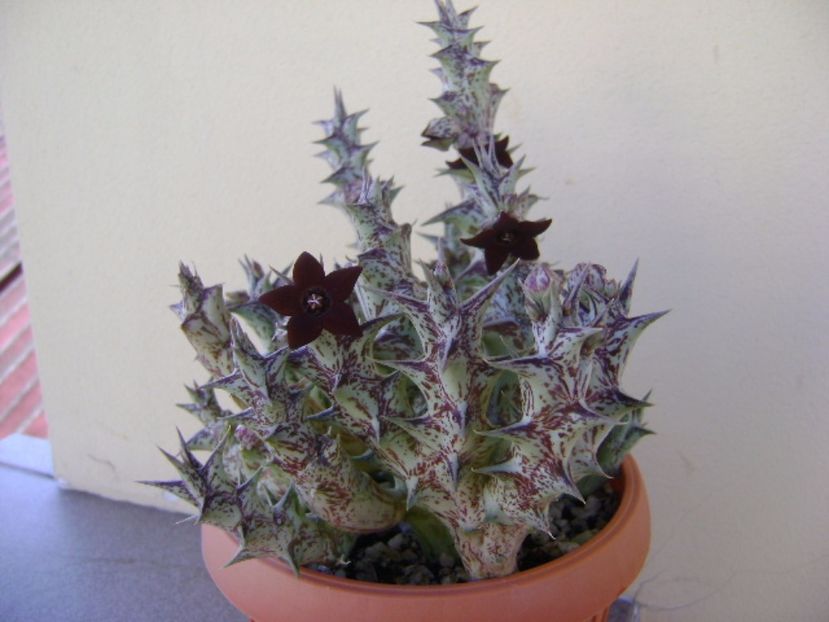 Orbea decaisneana hb. - Stapeliade 2017