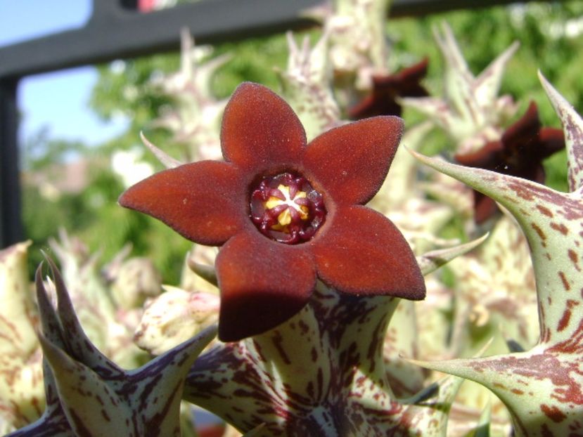 Orbea decaisneana hb. - Stapeliade 2017