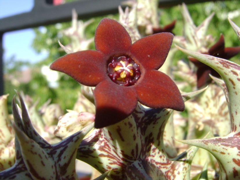 Orbea decaisneana hb. - Stapeliade 2017