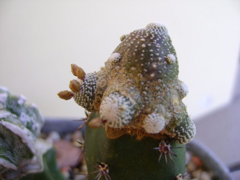 Blossfeldia liliputana - Cactusi 2017 final de an