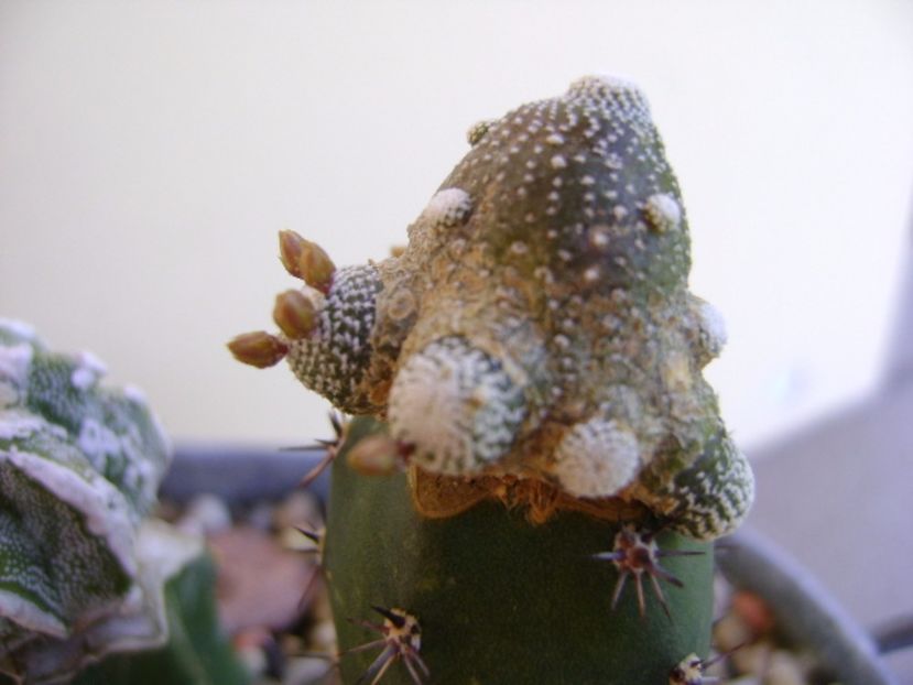 Blossfeldia liliputana - Cactusi 2017 final de an