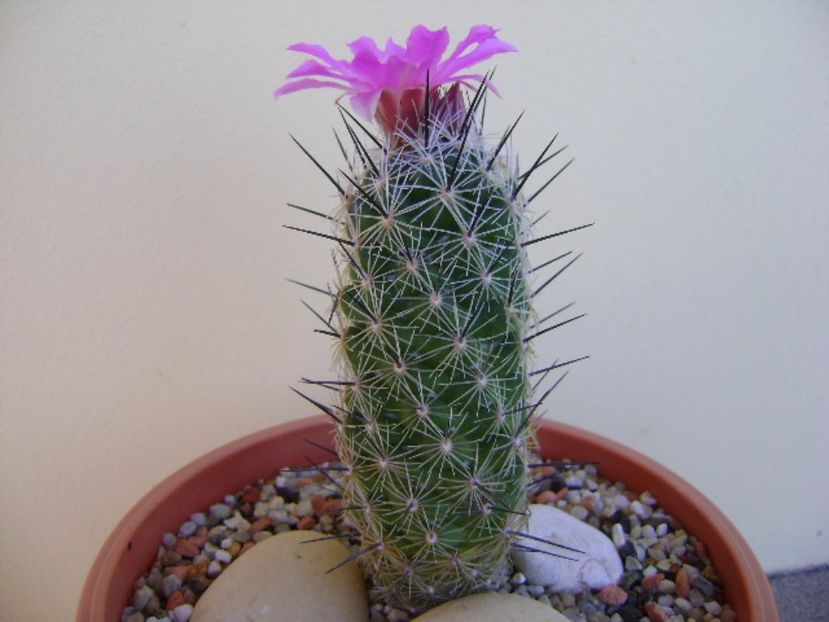 Neolloydia conoidea - Cactusi 2017 continuare