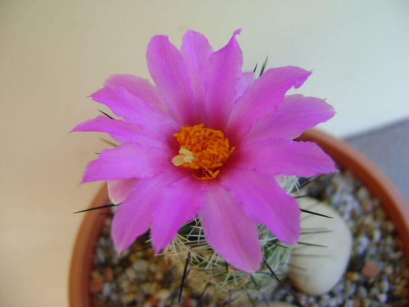 Neolloydia conoidea - Cactusi 2017 continuare